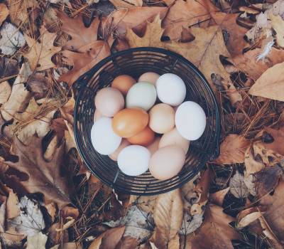 Free Range Eggs