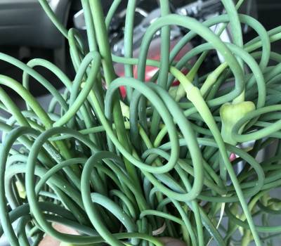 Garlic Scapes