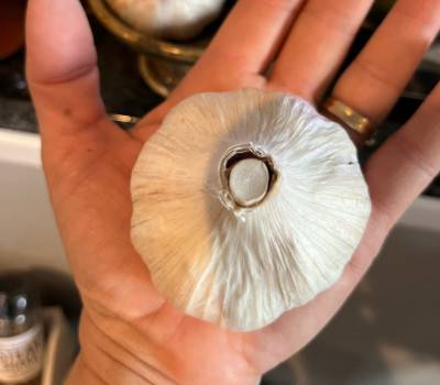 Spring Garlic