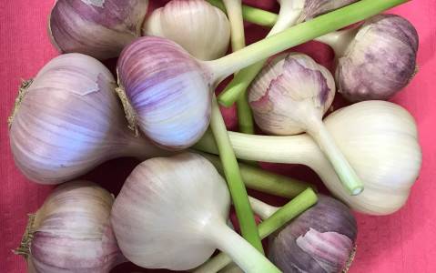 Garlic